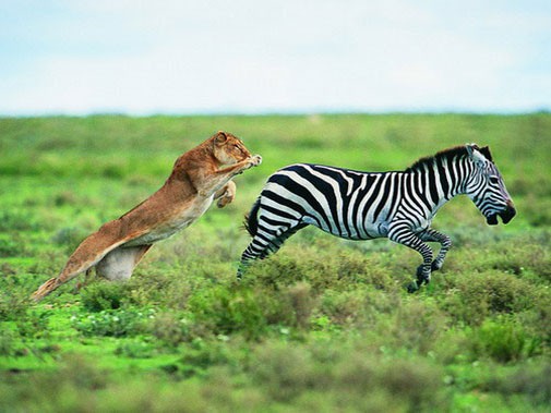 Лев преследует зебру