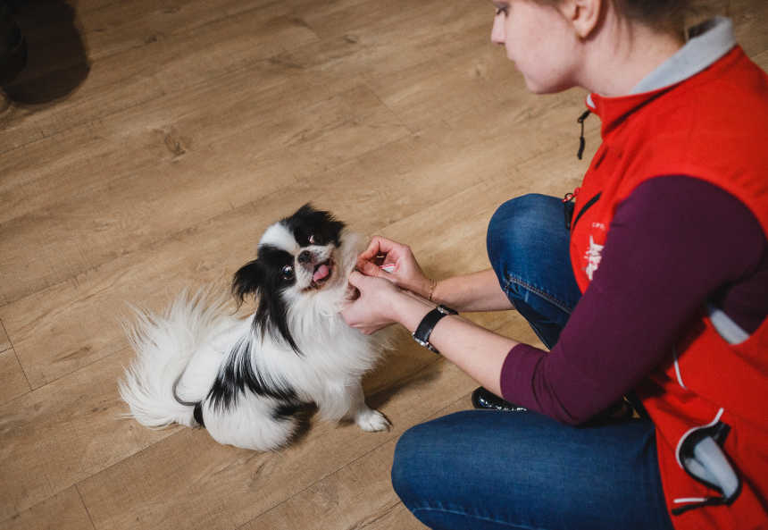 Гостиница для собак: комфорт и забота о вашем питомце